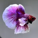 images281929.webp