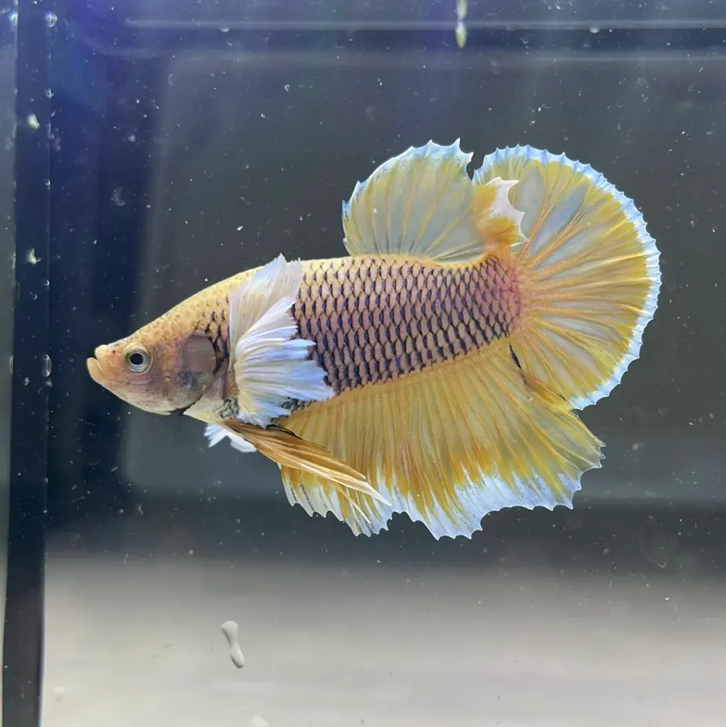 dumbo-pineapple-plakat-male-betta-fish.webp