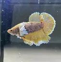 dumbo-pineapple-plakat-male-betta-fish.webp