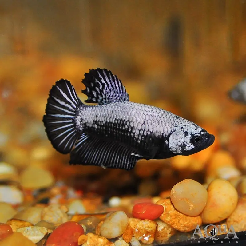 Black-Samurai-Betta.webp