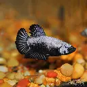 Black-Samurai-Betta.webp