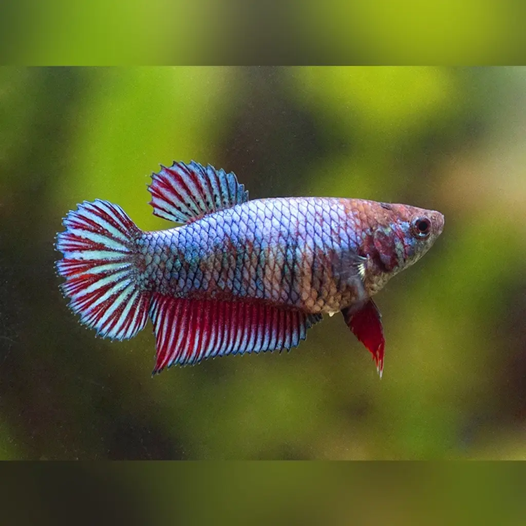 Betta-splendens-Siamese-Fighting-Fish__31231.webp