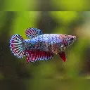 Betta-splendens-Siamese-Fighting-Fish__31231.webp