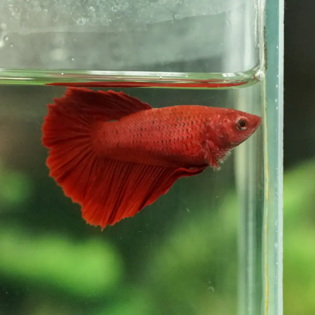 image_eeec203f-9820-4d52-9b41-ba643b1ff572_1200x1200.webp