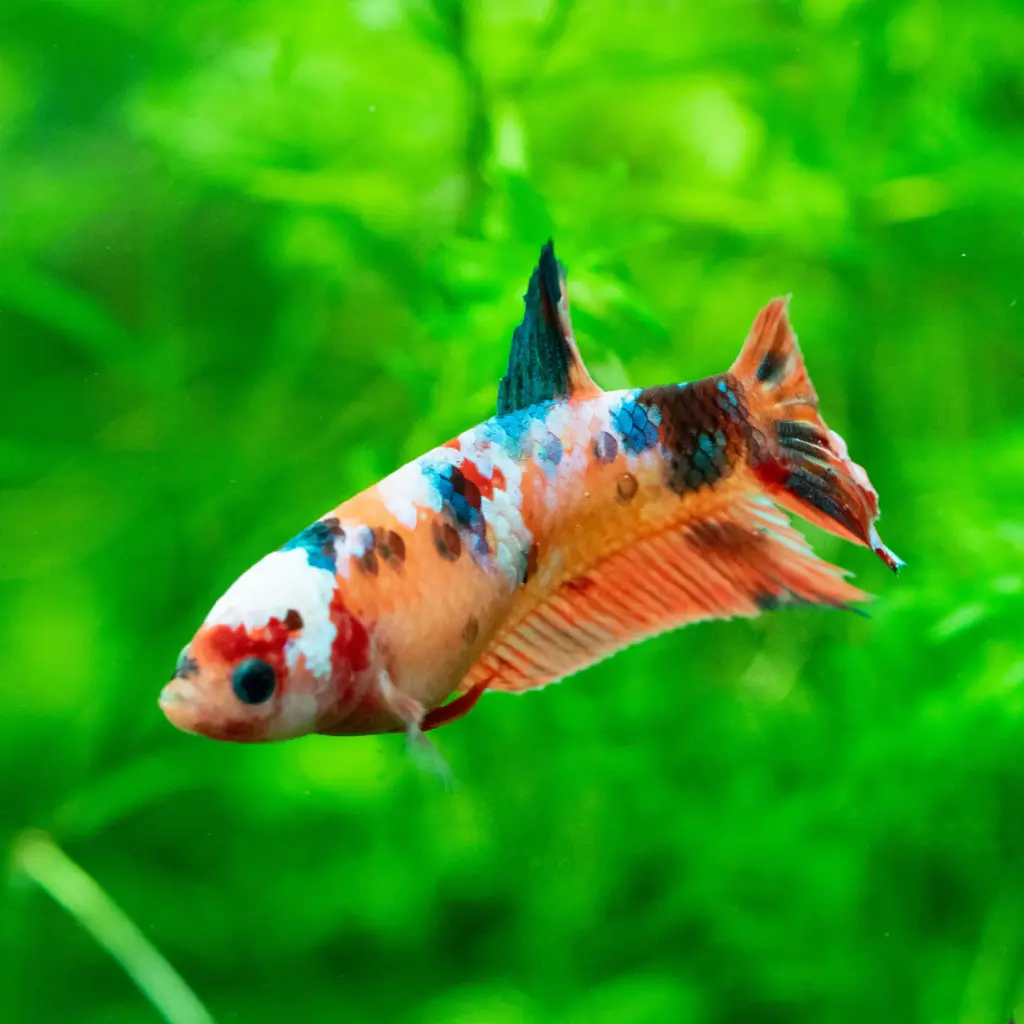 koi-nemo-female-betta-fish_1100x.webp