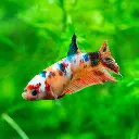 koi-nemo-female-betta-fish_1100x.webp