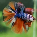 CANDY-betta-fish-Candy-OHM-betta.webp