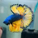 blue-mustard-gas-halfmoon-male-betta-fish.webp