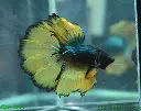 assorted-mustard-gas-halfmoon-male-betta-146311.webp