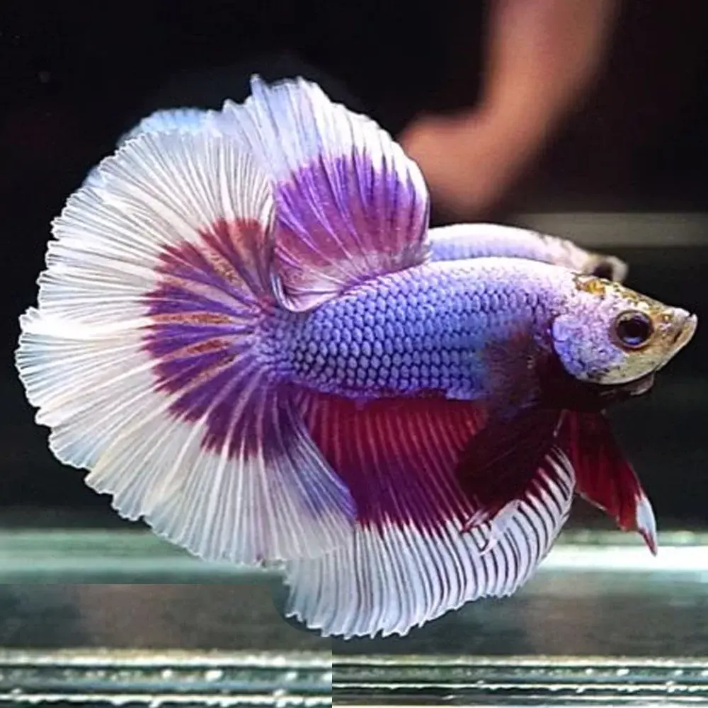 Betta-Lavender-Butterfly-Halfmoon.webp