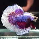 Betta-Lavender-Butterfly-Halfmoon.webp