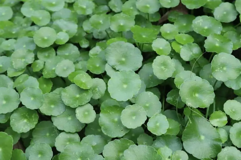 Whorled-Pennywort-Hydrocotyle-verticillata-Care-Guide-–-Planting-Growing-and-Propagation-1024x683.webp
