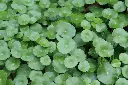 Whorled-Pennywort-Hydrocotyle-verticillata-Care-Guide-–-Planting-Growing-and-Propagation-1024x683.webp