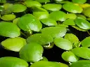 Limnobium-laevigatum-7.webp