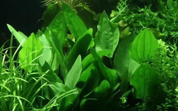 products-3_5_5-600x375.webp