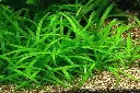 81Xyt7RdlwL._UF1000,1000_QL80_.webp