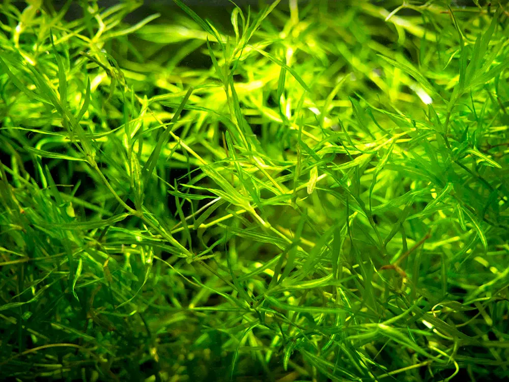 Guppy_Grass_6.webp