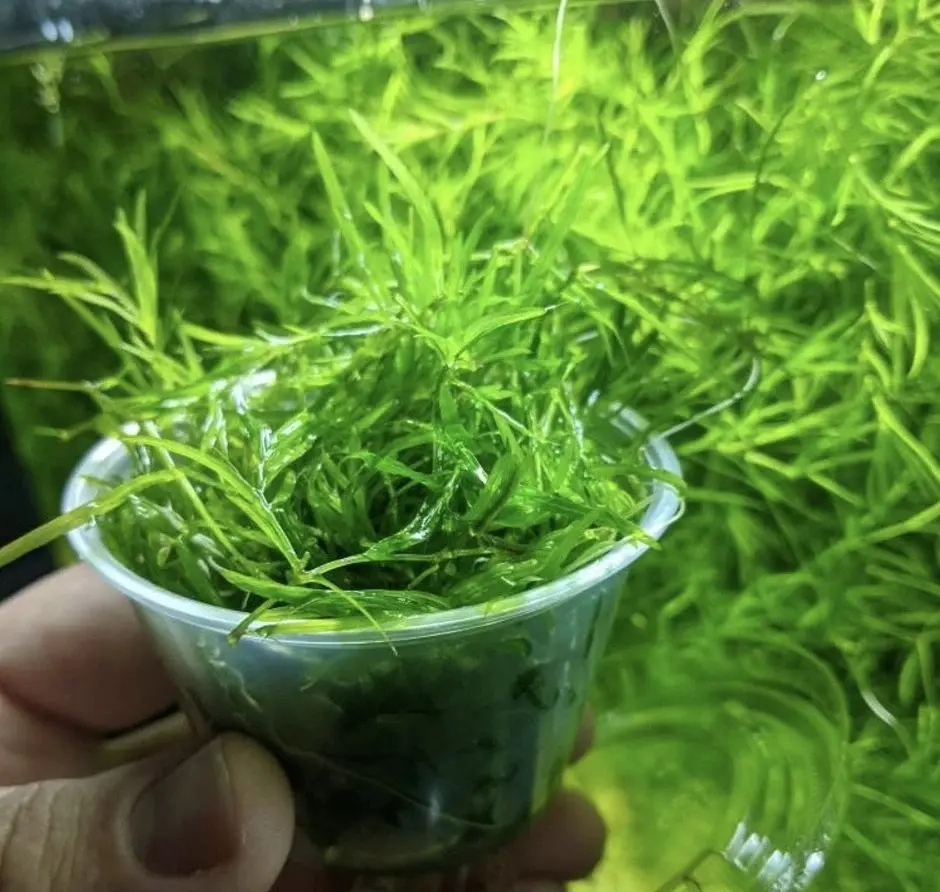 najas-indica-guppy-grass-aquatic-plant-sakher-bazar.webp