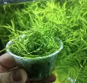 najas-indica-guppy-grass-aquatic-plant-sakher-bazar.webp