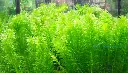egeria-densa01.webp
