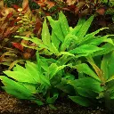 hygrophila_compact__2.webp