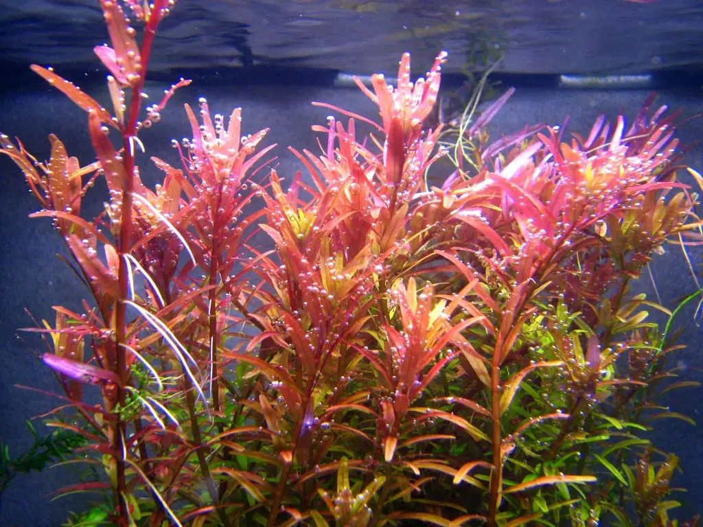 Rotala-Pink-Singapore.webp