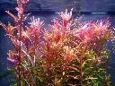 Rotala-Pink-Singapore.webp