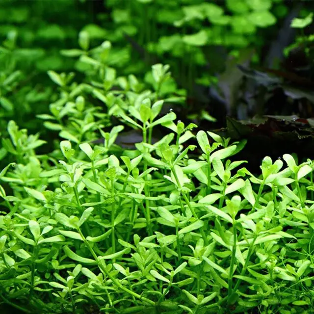 bacopa-monnieri-compact~3.webp