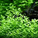 bacopa-monnieri-compact~3.webp