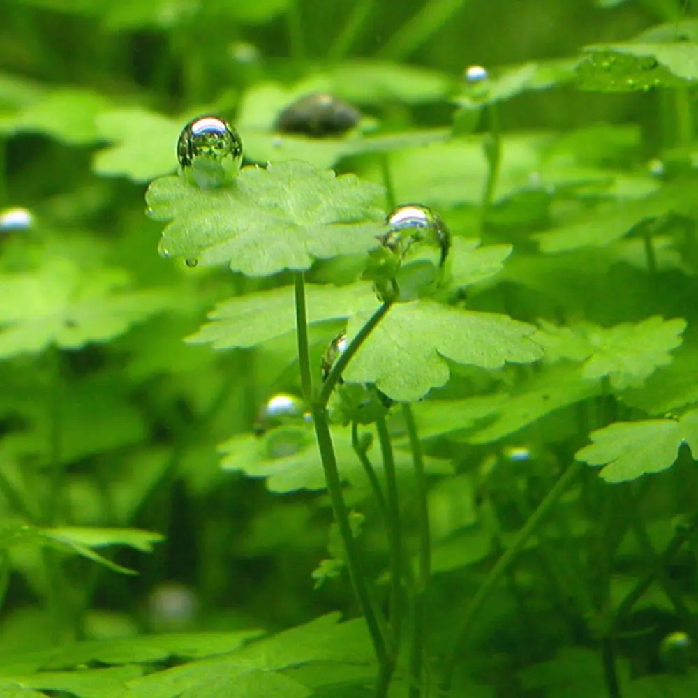 hydrocotyle_tripartita_aquatic_plant_1.webp