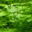 hydrocotyle_tripartita_aquatic_plant_1.webp