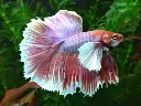 dumbo-ear-halfmoon-betta-male--500x500.webp