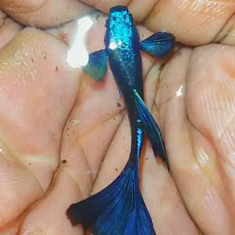 Electric Blue