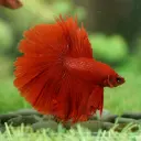 Ohm Betta fish