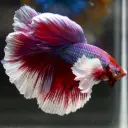 Dumbo Ear Elephant Betta