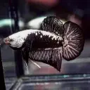 Black Samurai Bettas (Male)