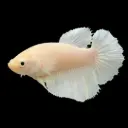 Female Ohm Betta