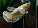 Female Dumbo (or Elephant Ear) Betta 
