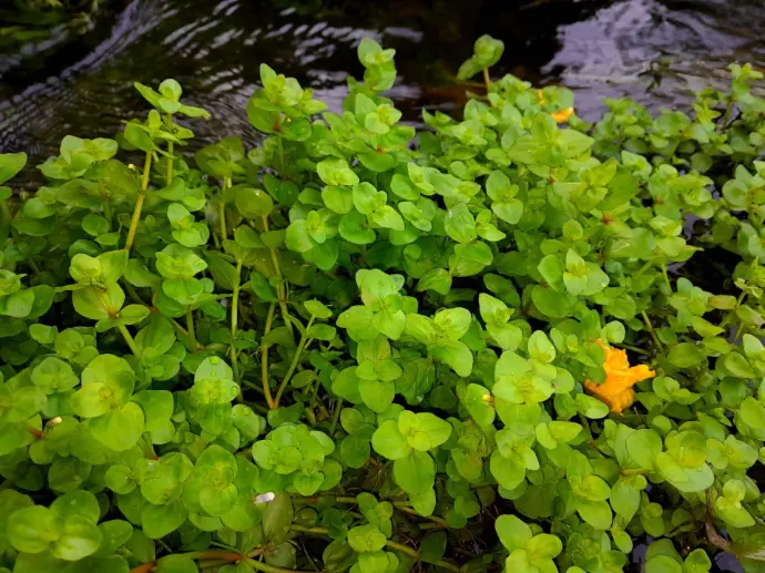 Bacopa Caroliniana