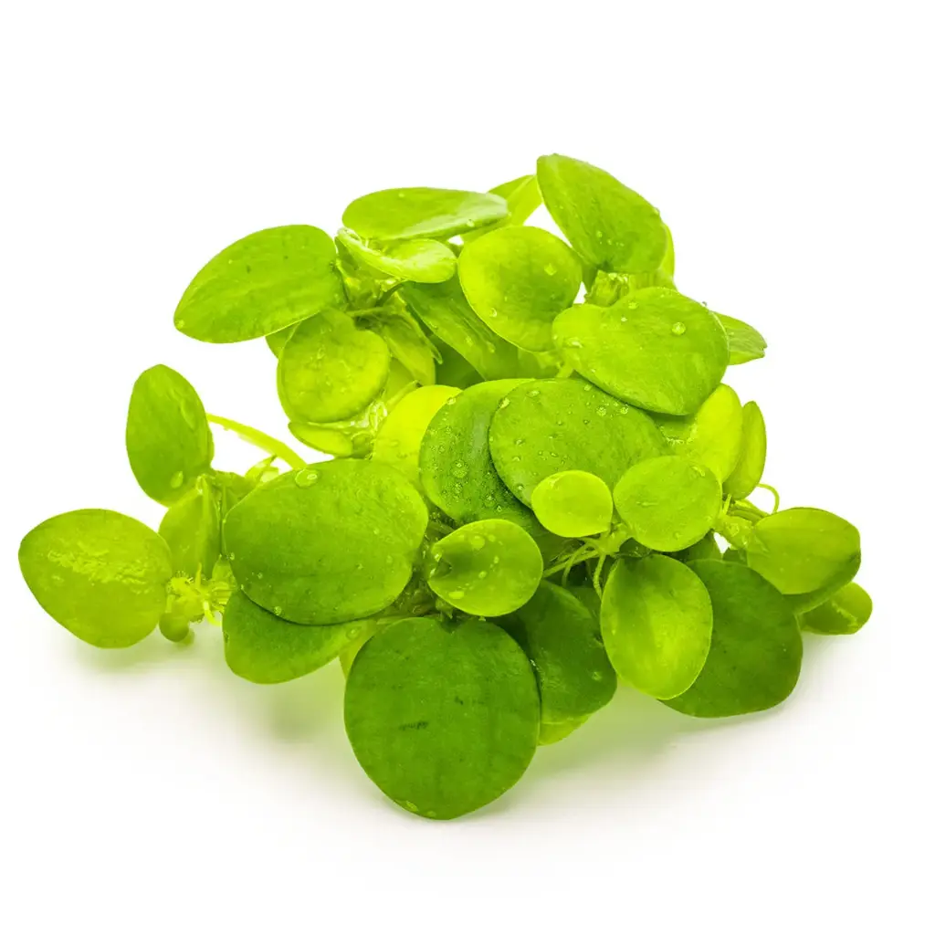 Limnobium laevigatum(Amazon frogbit)