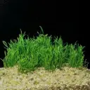 Sagittaria subulata