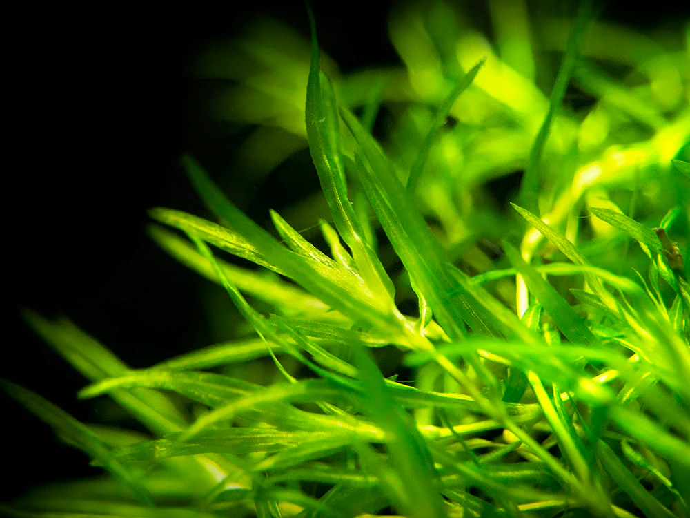 Guppy grass