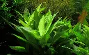 Hygrophila Corymbosa ‘Compacta’