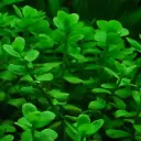 Bacopa Mini