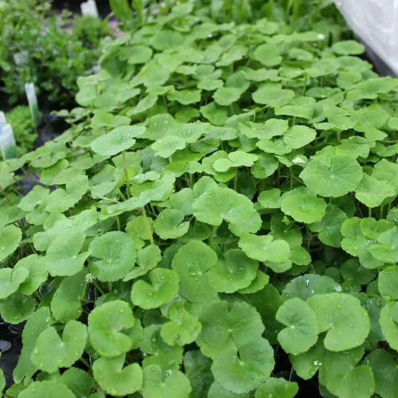  Hydrocotyle Leucocephala 