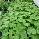  Hydrocotyle Leucocephala 