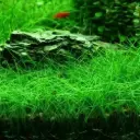 Hair Grass 