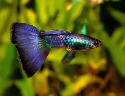 Blue Moscow guppy