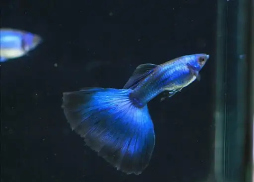 Electric Blue