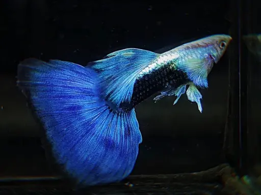 HB (Half Black) Blue Guppy